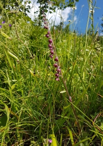 Epipactis pourpre noirâtre