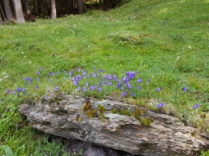 Campanules à feuilles rondes