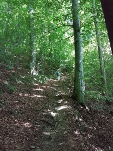 Sentier dans la forêt du Renggwald