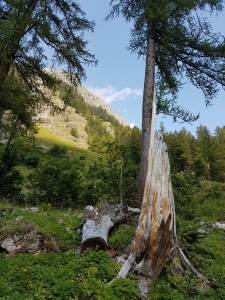 Mélèzes dans une zone avec chutes de pierres