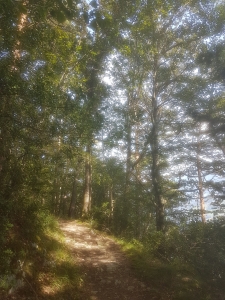 Sentier en forêt