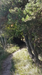 Sentier sous les pins