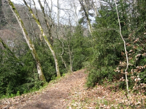 Le sentier dans la forêt