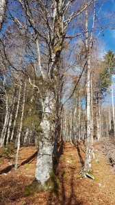 La montée en forêt