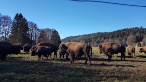 Les bisons