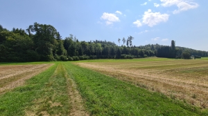 Chemin pour rejoindre la forêt depuis Vinelz.