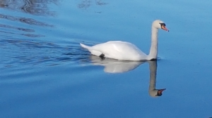 Cygne à l'embouchure