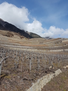 La vigne en hiver