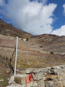 Vignes vertigineuses