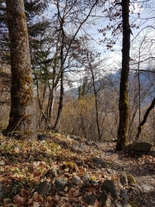 Sentier en forêt