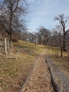 Sentier dans la châtaigneraie