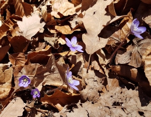 Hépatiques à 3 lobes