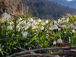 Nivéoles dans un jardin