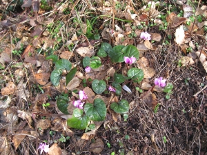 Cyclamens en forêt