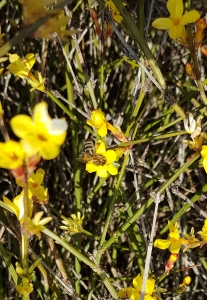 Abeille sur du jasmin à Oberwil bei Büren