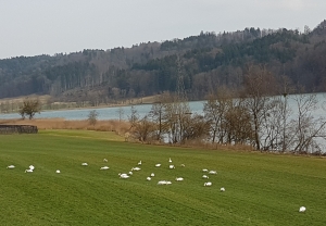 Les cygnes broutent