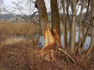 Un castor a travaillé