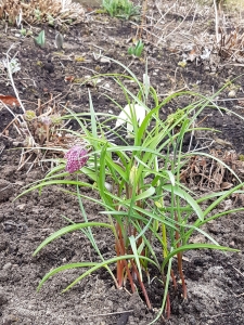 Fritillaires dans un jardin