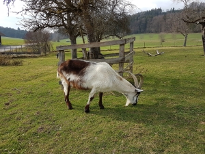 Chèvre à Steinisweg