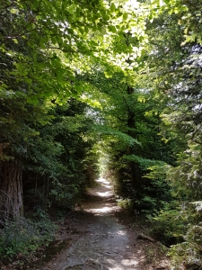 Sentier ombragé