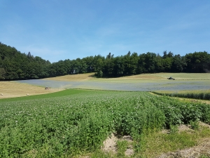 A Bantigen, pommes de terre et bleuets dans les blés