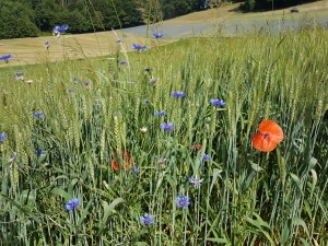 Bleuets coquelicots