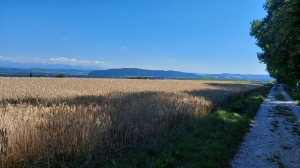 Le sentier longe les champs