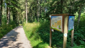 Le chemin dans la forêt