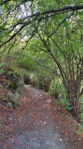 Dans la forêt