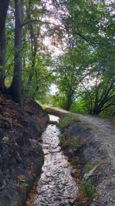 Le bisse de Réchy