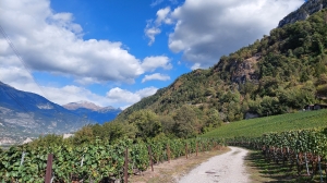 Chemin dans les vignes