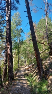 Le bisse de Niouc