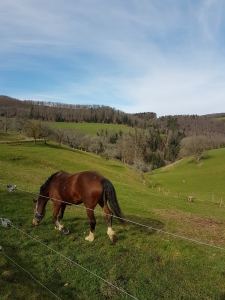 Cheval du Jura