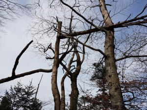 Dégâts en forêt
