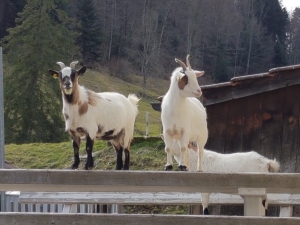 Les chèvres de Lucelle