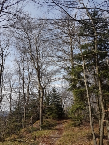 Le sentier en forêt