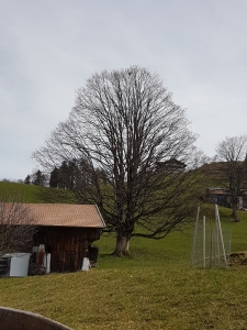 Un vieux tilleul derrière le plus beau banc de l'Oberland bernois