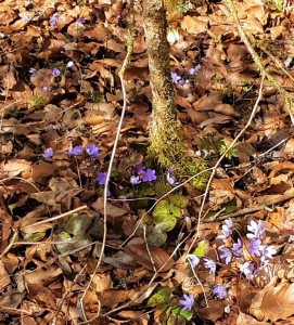 Hépatiques à 3 lobes