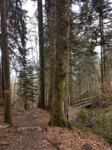 Descente en forêt