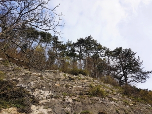 Arrivée dans la forêt