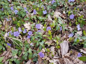 Les pervenches au printemps