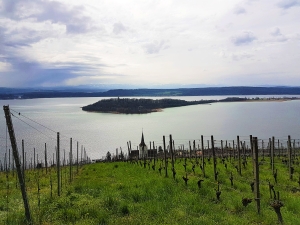 Vinelz, l'ìle St-Pierre et les Alpes