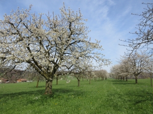 Cerisiers de Rünenberg