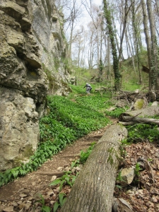 Montée en zigzag parfumée par l'ail des ours