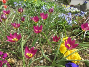 Dans un jardin de  Wenslingen