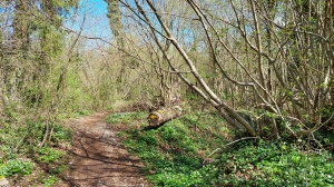 Le chemin dans la forêt
