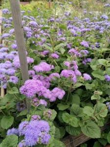 Fleurs