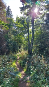 Le chemin dans la forêt
