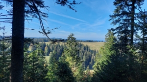 Joli cour d'œil entre les sapins
