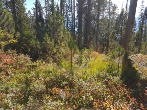 Sous-bois coloré avec pins et sapins